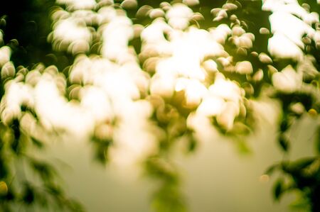 blurred green leaves at sunrise. Abstract perfect for depicting spring or as a background