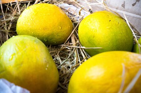 Delicious Alphonso mangoes packed in straw. These are a staple food for Indian summers and is among...
