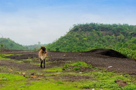 Cow roaming around in the middle of some mountains with vegetation all around. Cattle in india are traditionally left open to grazeの写真素材