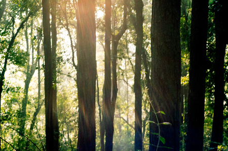 Rays of sunlight falling in between trees in a forest at dawn. Shows the beauty of the outdoors