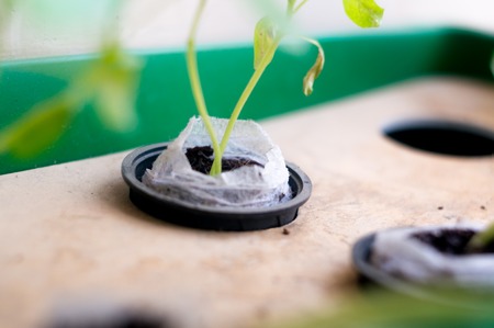 Hydroponically grown plantsの写真素材