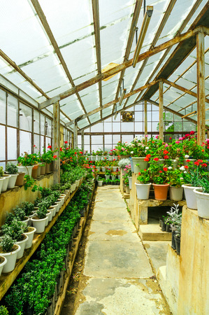 Small rural hot house green house growing flowers in shimla indiの写真素材