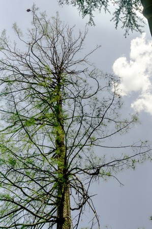 Looking up at trees with the trunk extending up and the green canopy spreading across the blue cloudy sky. Shot in shimla these pine trees are very common and used to make handicraftsの写真素材