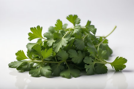 Coriander on a white background, close-up.の素材