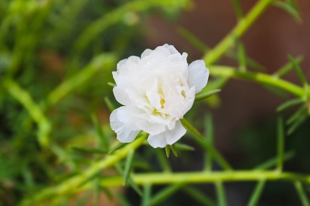 White Flower of thailandの写真素材