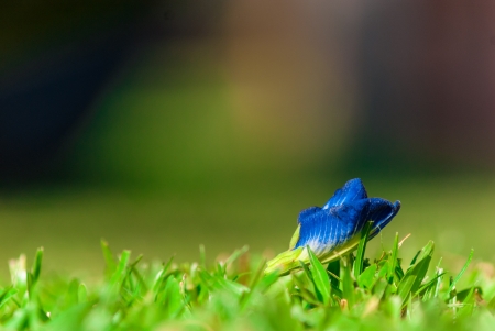 blue flower fall on th green grassの写真素材
