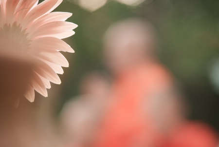 Beautiful flower background in orange toneの写真素材