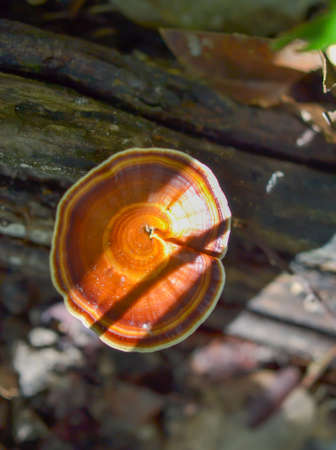 log mushroom, group of orange red mushroom grow on moss log in rain forestの写真素材