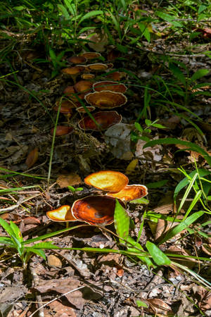 log mushroom, group of orange red mushroom grow on moss log in rain forest