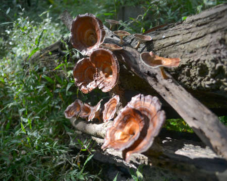 log mushroom, group of orange red mushroom grow on moss log in rain forestの写真素材