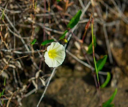Beautiful flower on loneliness.