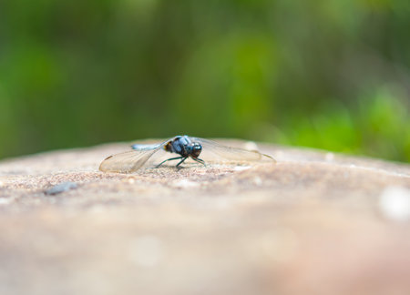 Beautiful dragonfly on a rock.の写真素材