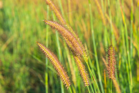 meadow beautiful forests in the mountains.の写真素材