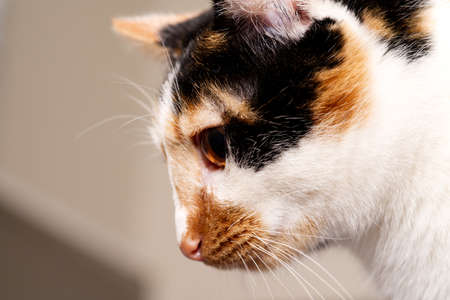 Colorful cute cat portrait on blurred home background, selective focusの写真素材