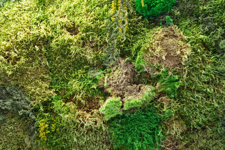 texture of wall decorated with flotal mossの写真素材