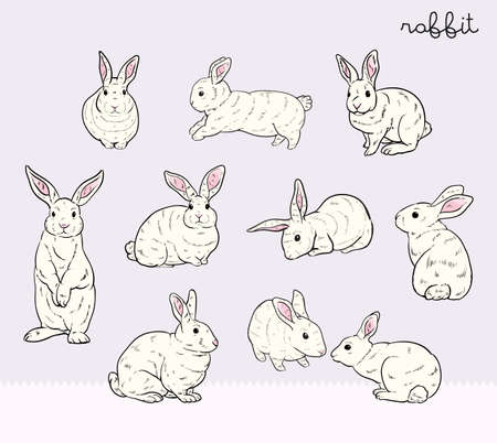 Rabbit setのイラスト素材