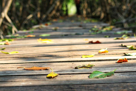 Wooden pathway between the mangrove forestâ inâ Thailandâ andâ theâ colorfulâ fallenâ leavesâ onâ it.の写真素材