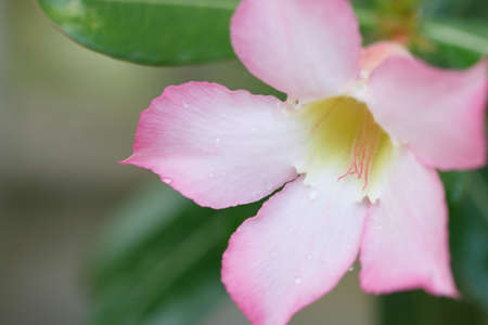 Close up of Impala Lily, Pink Bignonia, Mock Azaleaâ orâ Desert Roseâ with water drop.の写真素材