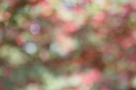 Natural red andâ greenâ bokeh background, blurred treesâ and sunlightの写真素材