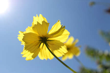Yellow flowers in the sunriseの写真素材
