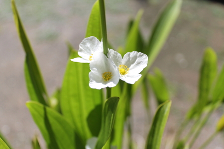 White flowers in the sunriseの写真素材