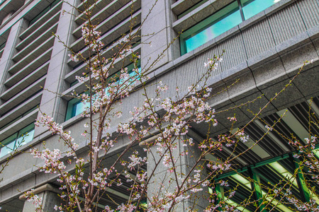 Sakura over building in Tokyo Japan on March 31, 2017 | Cherry blossom spring season as street photographのeditorial素材