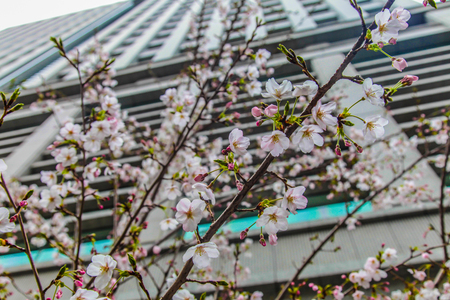 Sakura over building in Tokyo Japan on March 31, 2017 | Cherry blossom spring season as street photographのeditorial素材