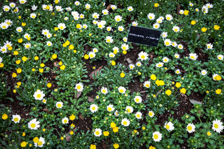Colorful flowers green park at Tokyo Japan on March 31, 2017 | Beautiful nature backgroundの写真素材