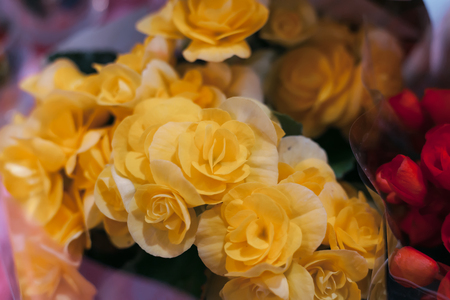 Large bush of yellow rosesの写真素材