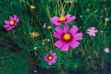 Cosmos flowers blooming in the garden, vintage color tone.