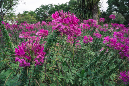 Cleome hassleriana or spider flower in the garden.の写真素材