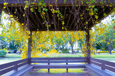 Yellow ginkgo trees in the park in autumn season, Thailand.の写真素材