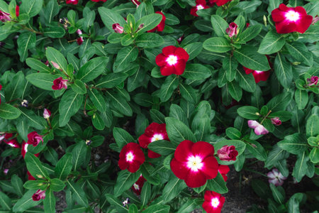 Flowers in the garden, Madagascar periwinkle, Catharanthus roseusの写真素材