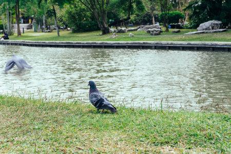 Pigeon on the grass in the public park, Thailand.の写真素材