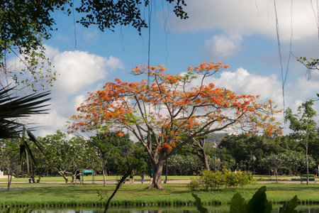 Royal Poinciana or Flamboyant tree in the parkの写真素材