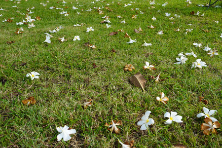 White flower on green grass in the public park, Chiang Mai, Thailand.の写真素材