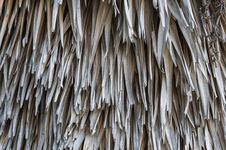 Close up of dry reed roof texture for background and design.の写真素材