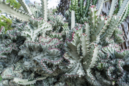 Cactus in a botanical garden in Gran Canaria, Spainの写真素材
