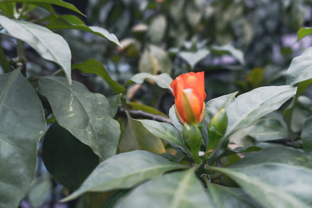 Orange flower with green leaves background in the garden. (Selective focus)の写真素材