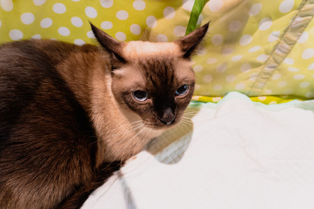 Siamese cat with blue eyes lying on the bed at homeの写真素材