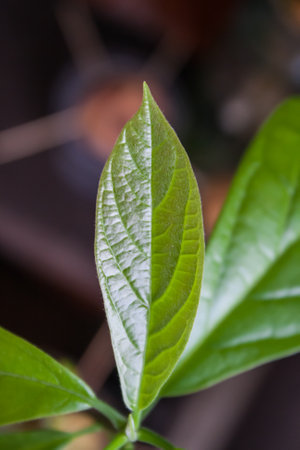 Close up of a green leaf, selective focus on the leaf.の写真素材