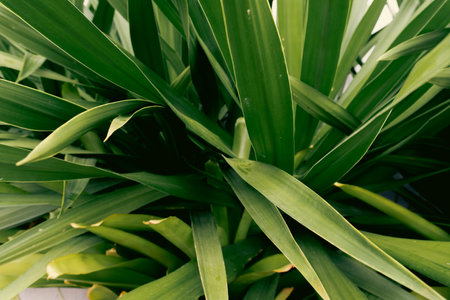 Close up of green leaves of a dracaena plant in the gardenの写真素材