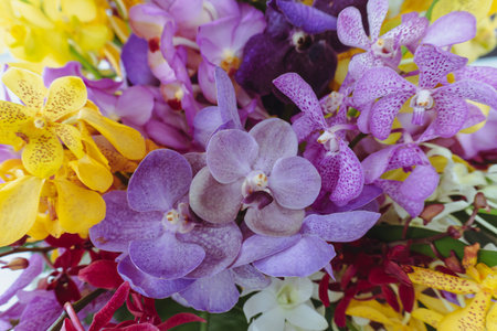 Colorful orchids bouquet close up. Floral backgroundの写真素材