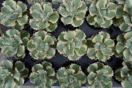 Succulent plants in a pot at the flower market in Indiaの写真素材