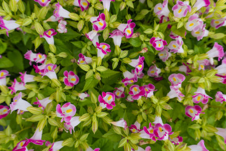 Flowers in the garden with green leaves and purple flowers background.の写真素材