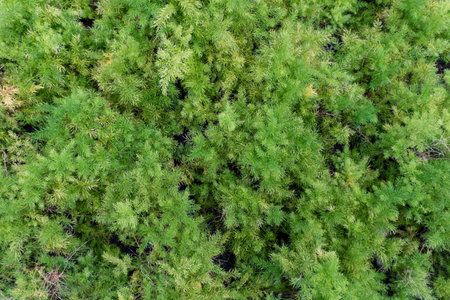 Top view of green juniper tree in the garden, stock photoの写真素材