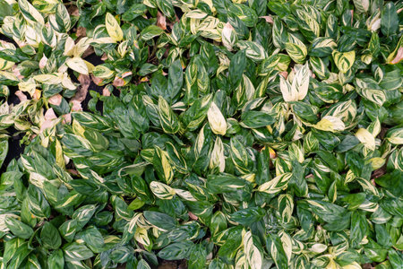 Top view of green leaves of Aglaonema variegataの写真素材