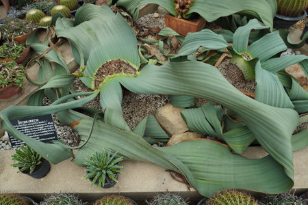 Cactuses and succulents in a botanic garden.の写真素材