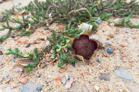 Flower on the sand in the garden,Thailand,Asiaの写真素材