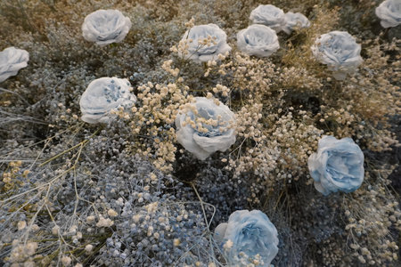 White and blue flowers in the field, close-up of photo